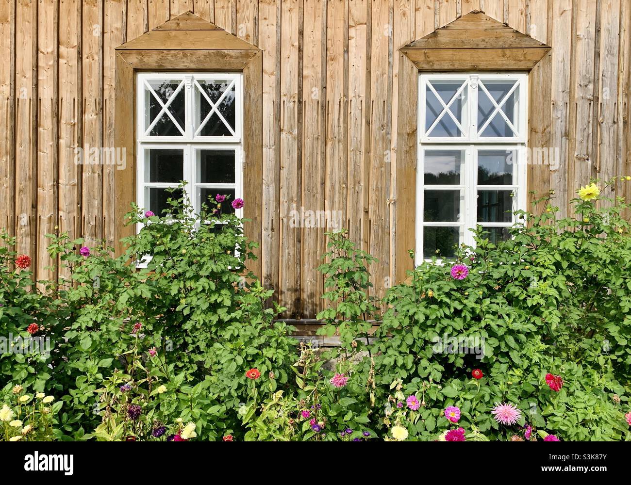 Two wooden house windows overgrown with plants - Smartphone Captured Stock Image