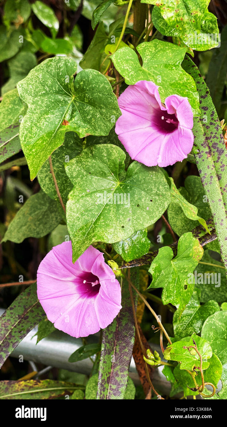 Beautiful pink colored Morning Glory flowers growing along a fence line in the southern USA Stock Photo