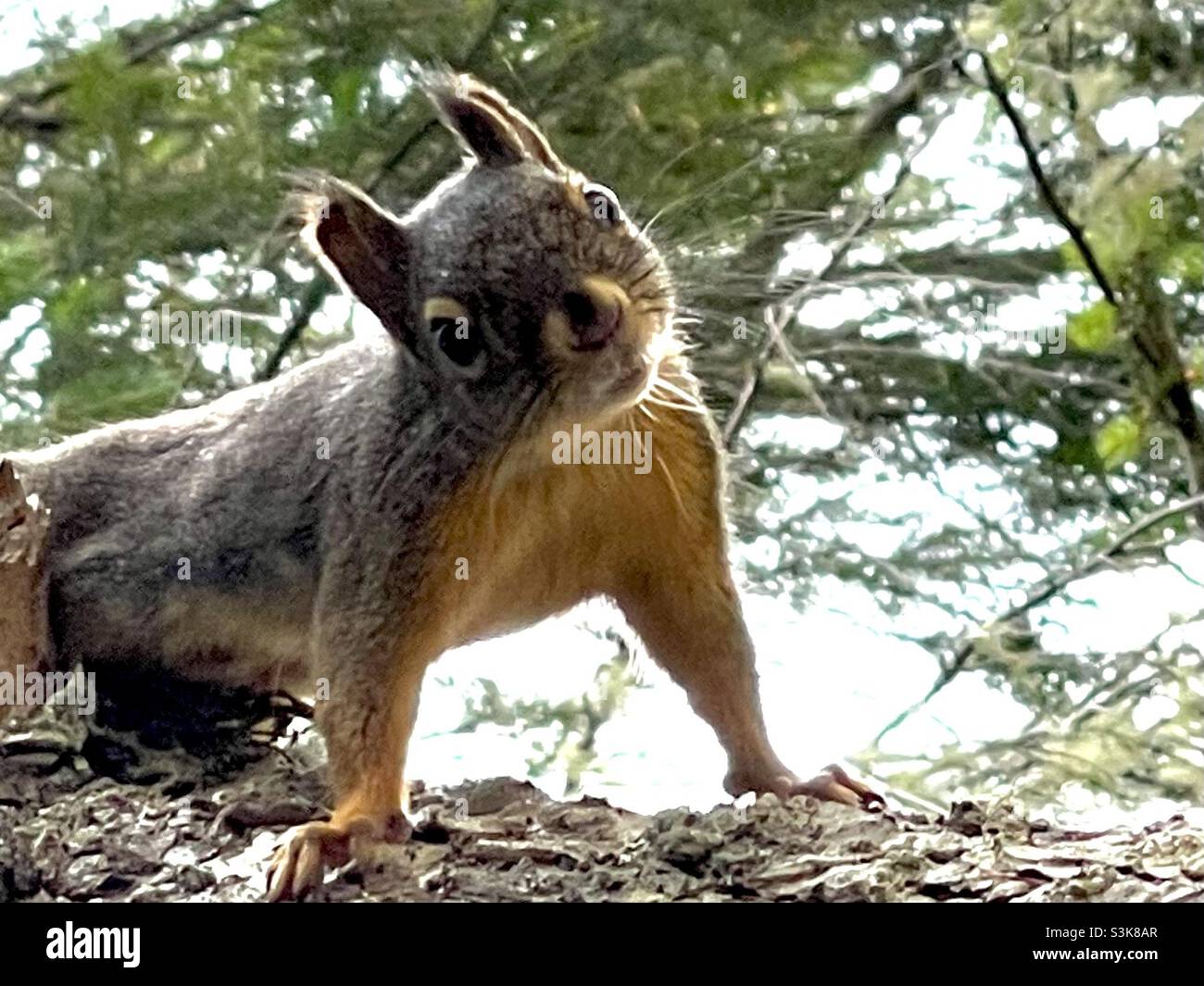 Did you say something? - Smartphone Captured Stock Image