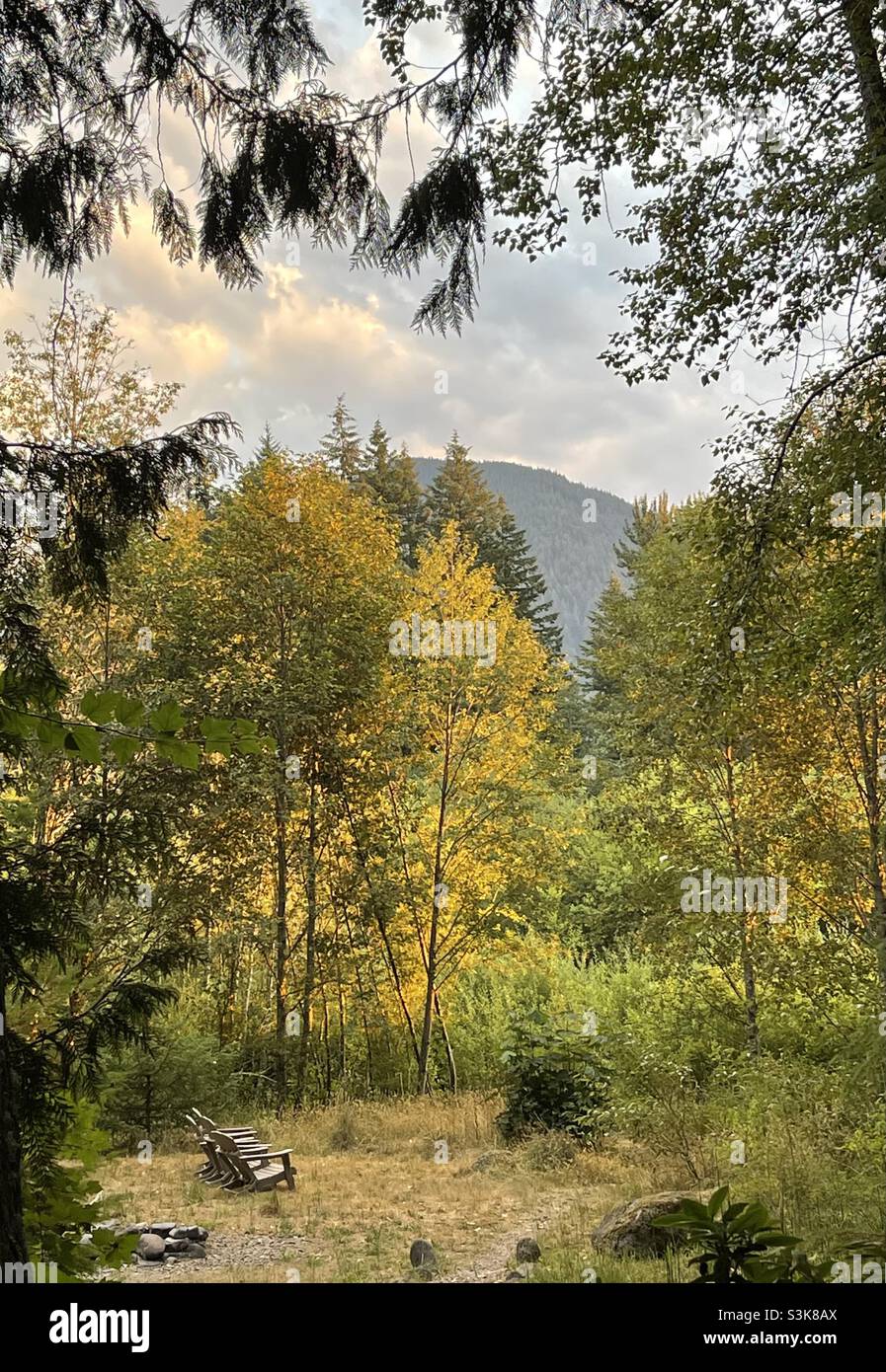 Seat in the Morth Carolina woods - Smartphone Captured Stock Image