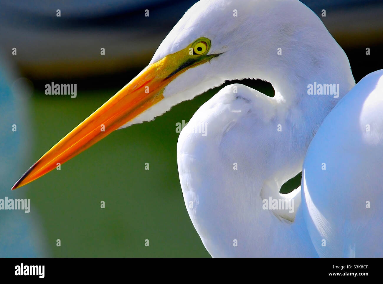 Great white Evret Florida - Smartphone Captured Stock Image