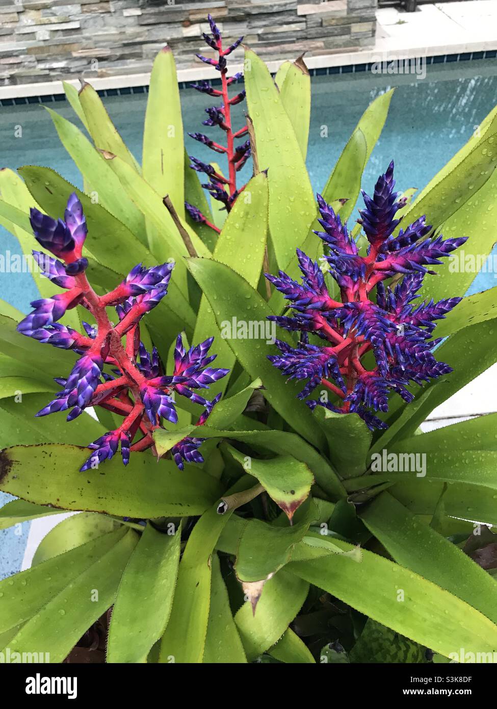 BeautifulBlue Tango bromeliads, Achemea - Smartphone Captured Stock Image