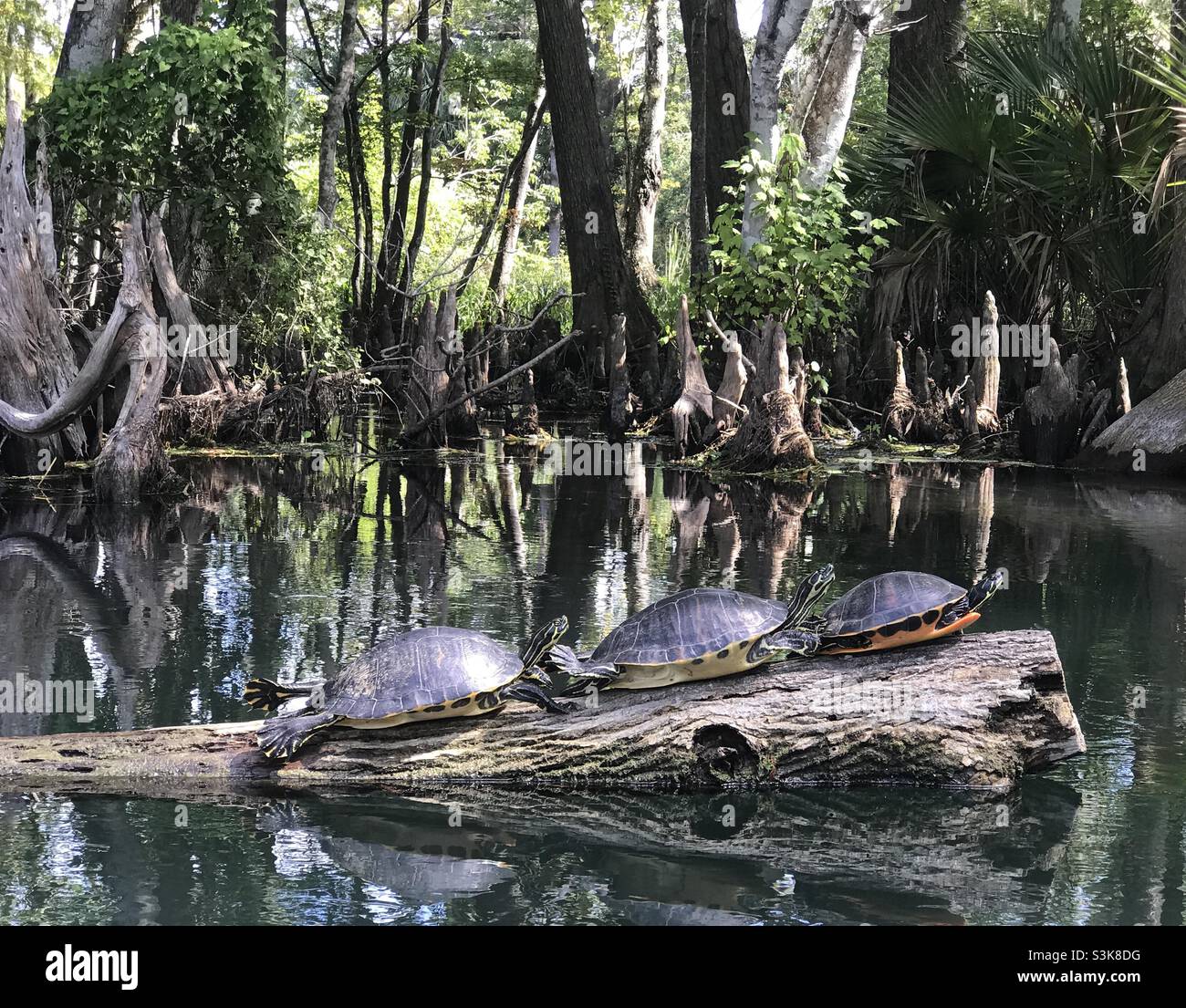 Three slider turtles on log in Florida Everglades - Smartphone Captured Stock Image