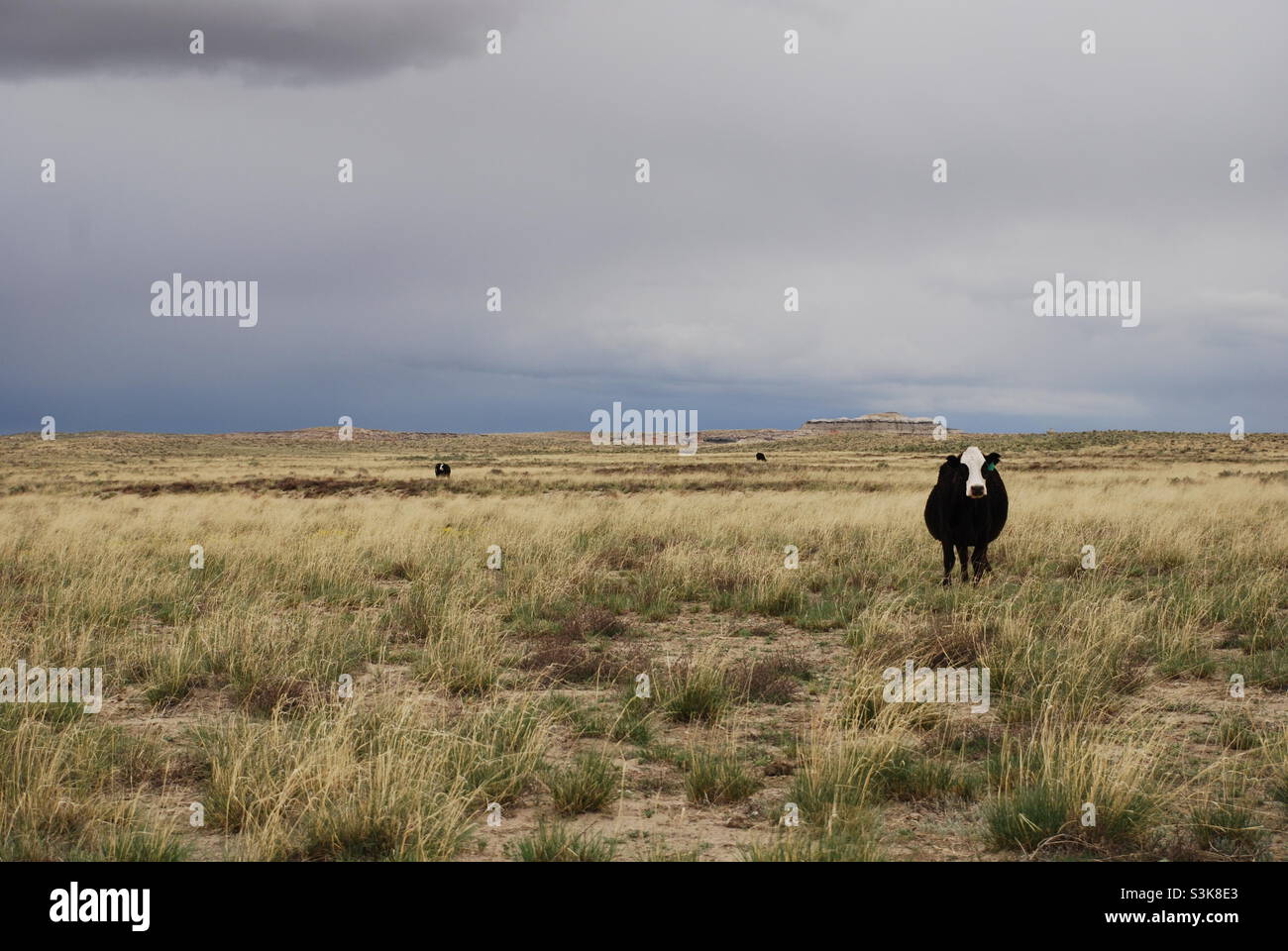 Lone cow in field Stock Photo