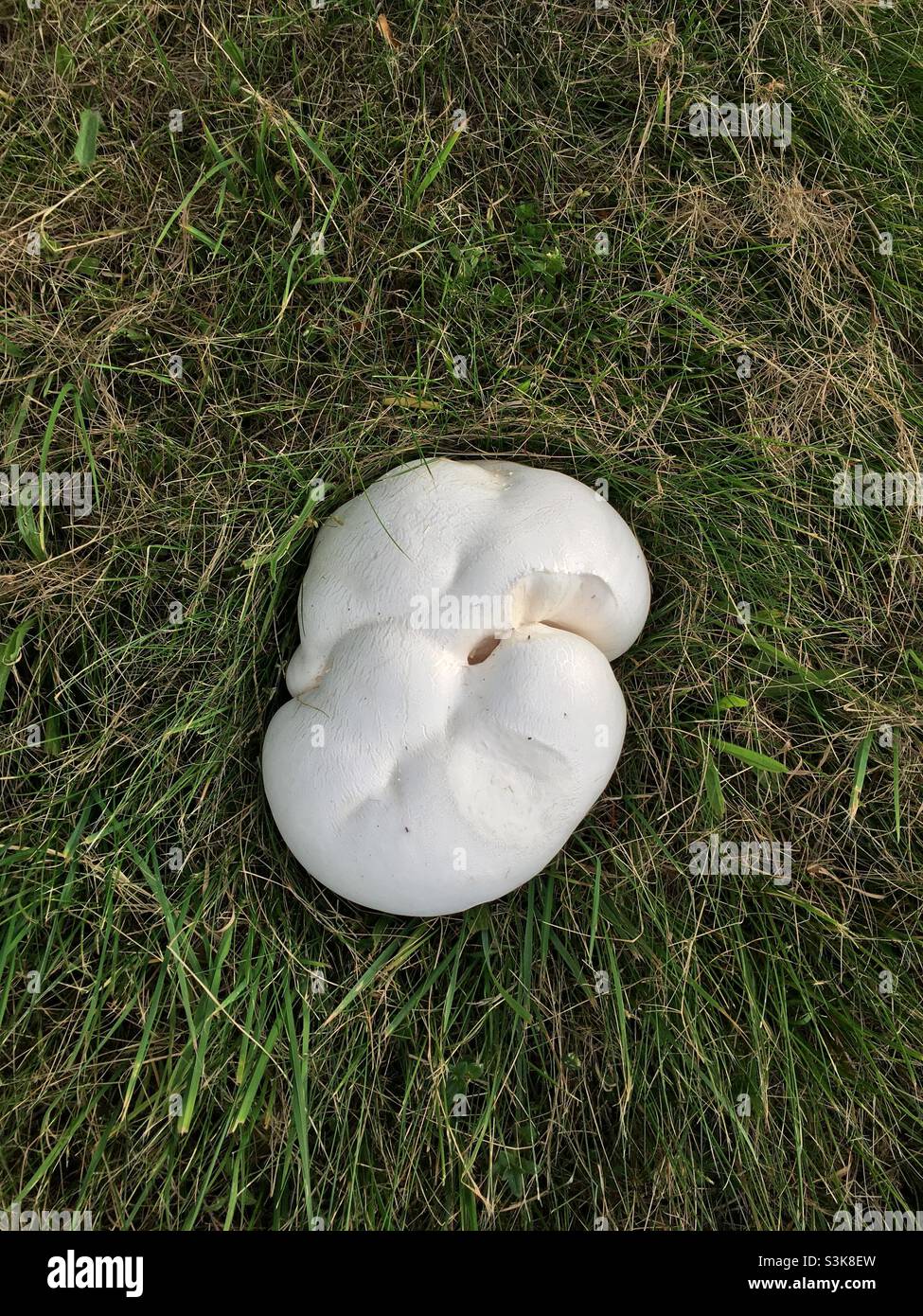 Big White Mushroom Stock Photo Alamy