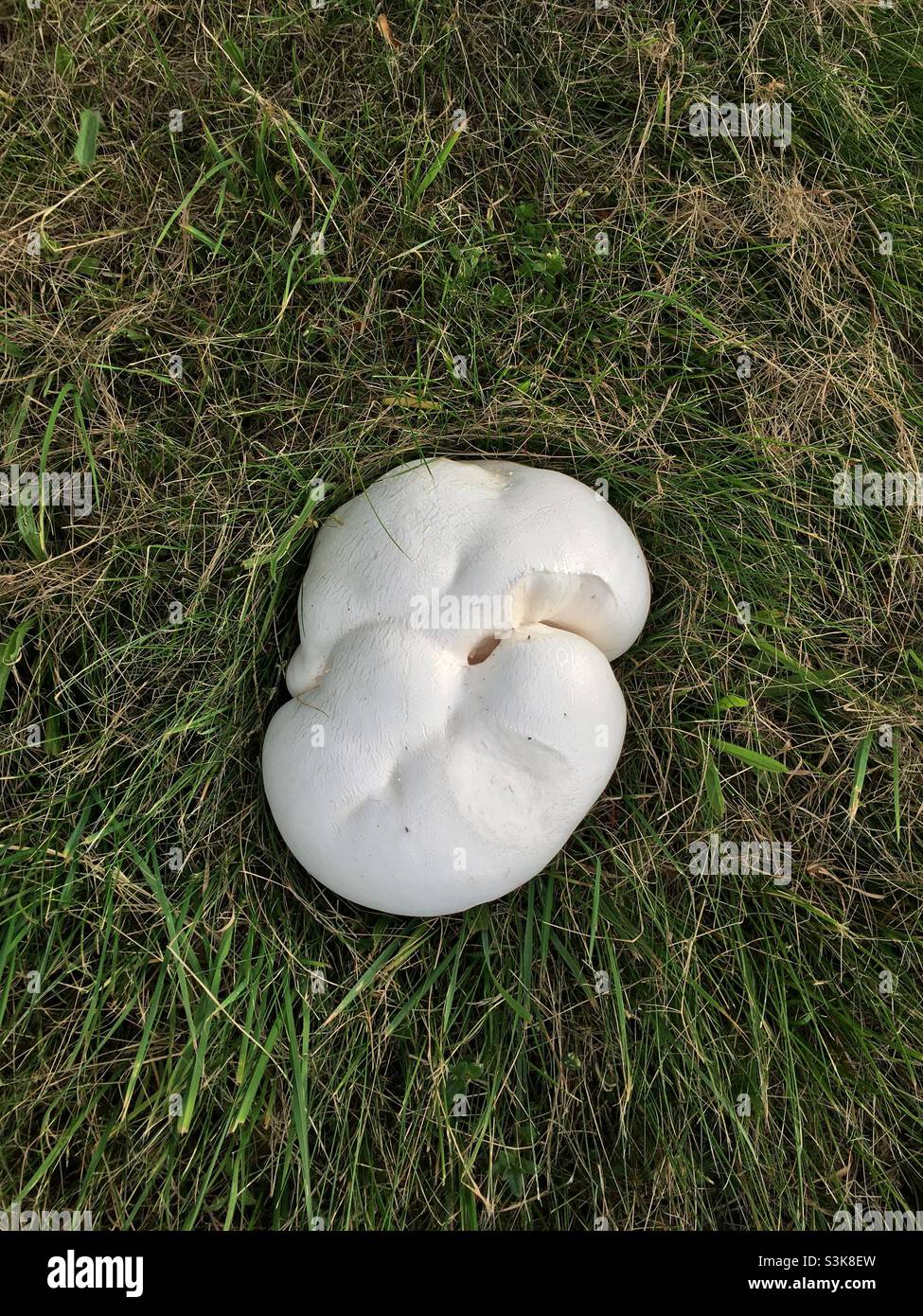Big White Mushroom Stock Photo