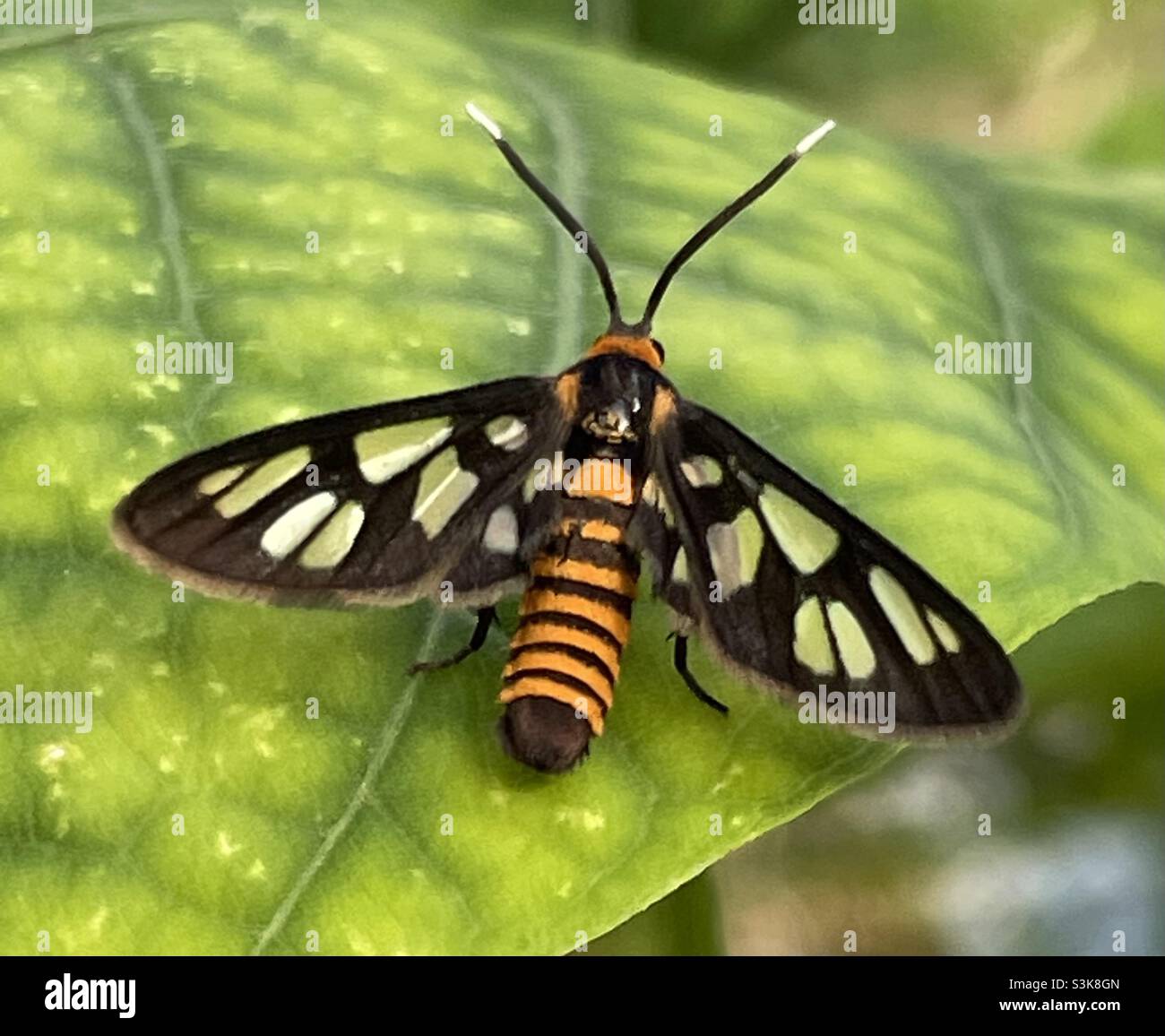 Spotted a Wasp moth basking on the leaf of winged bean in Malaysia. Stock Photo