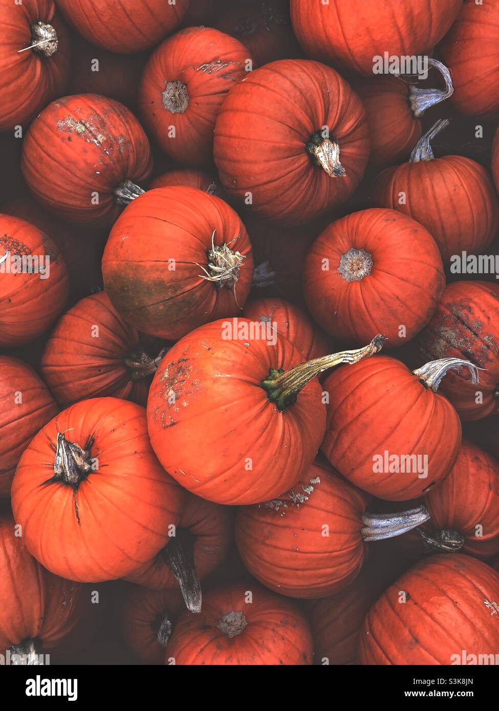 Full frame food background of a stack of dark orange pumpkins piled up on a farmer’s market stall with copy space - Smartphone Captured Stock Image