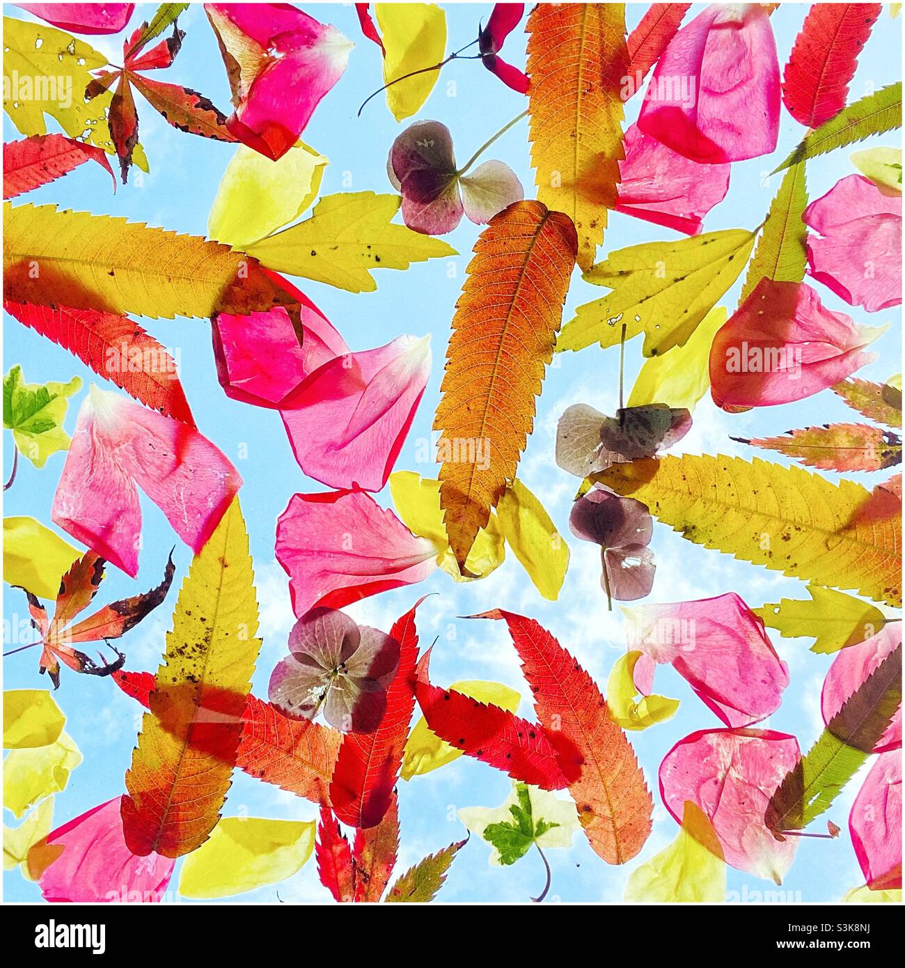 Colourful autumn leaves. - Smartphone Captured Stock Image