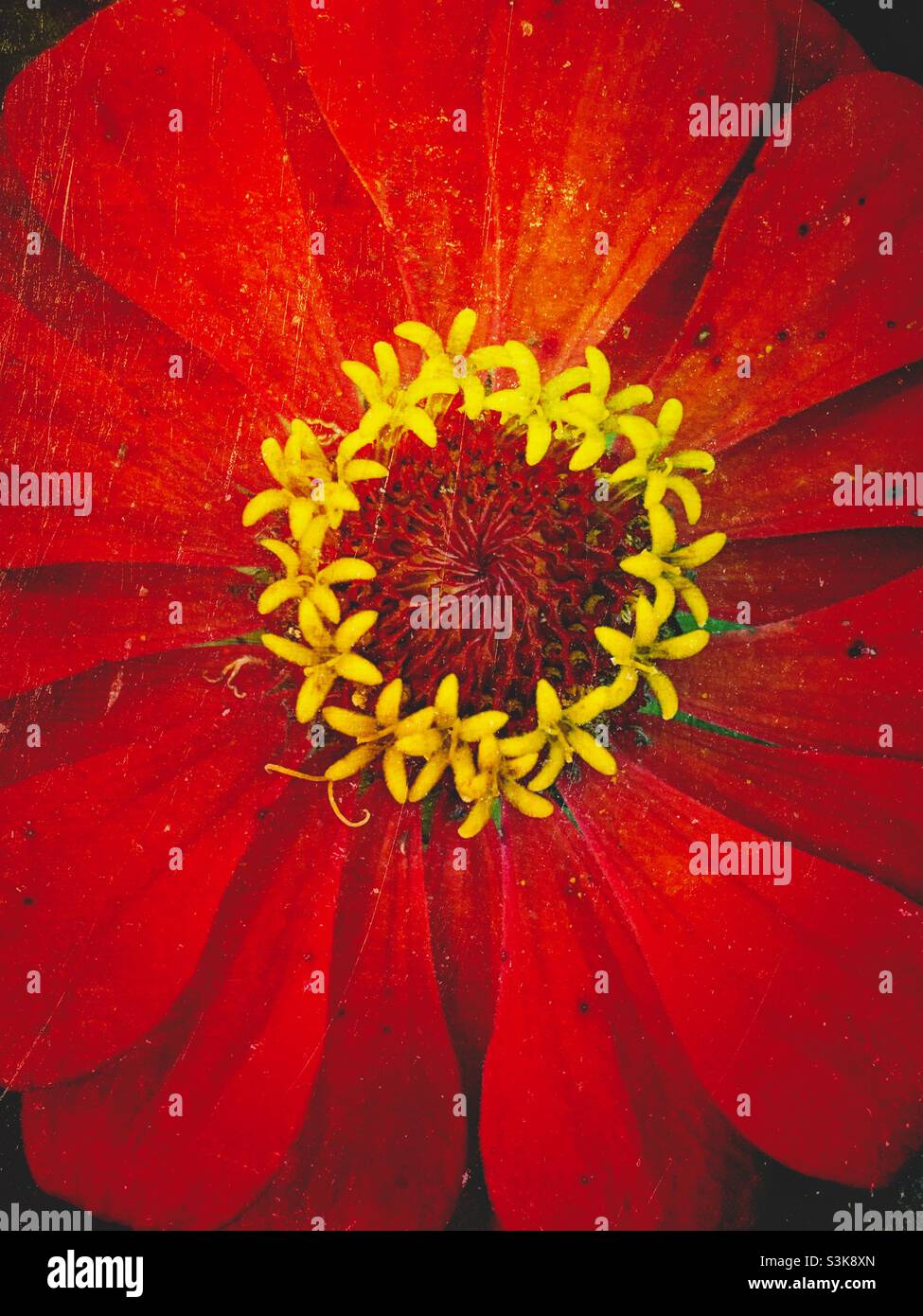 Zinnia flower blossom with textured effects. Stock Photo