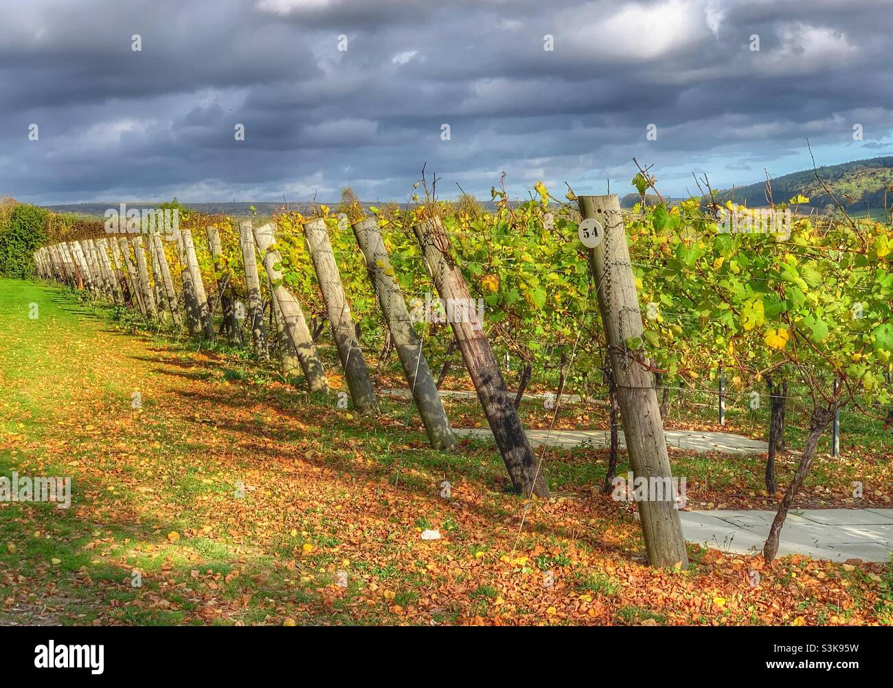 Autumnal view of Hambledon Vineyard showing rows of vines after the harvest is complete. - Smartphone Captured Stock Image