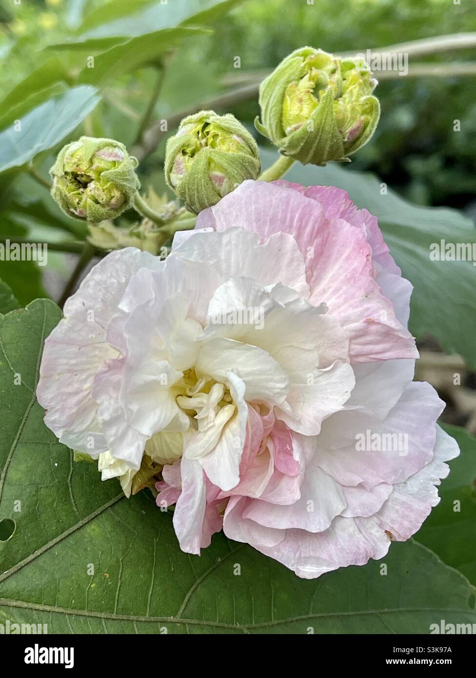 A single flower blossom of the Confederate Rose tree Stock Photo Alamy