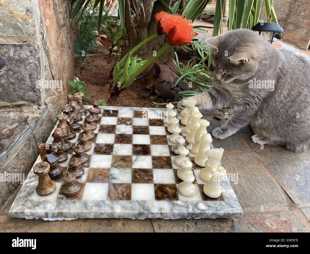 Cat play chess Stock Photo Alamy