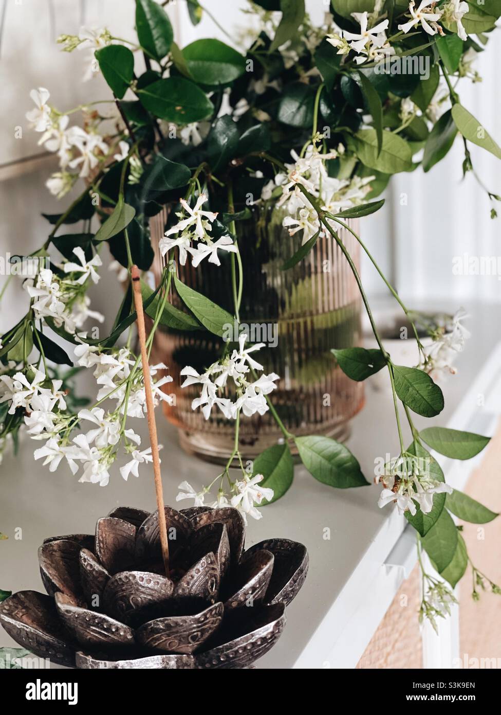 The smell of Jasmine Stock Photo Alamy