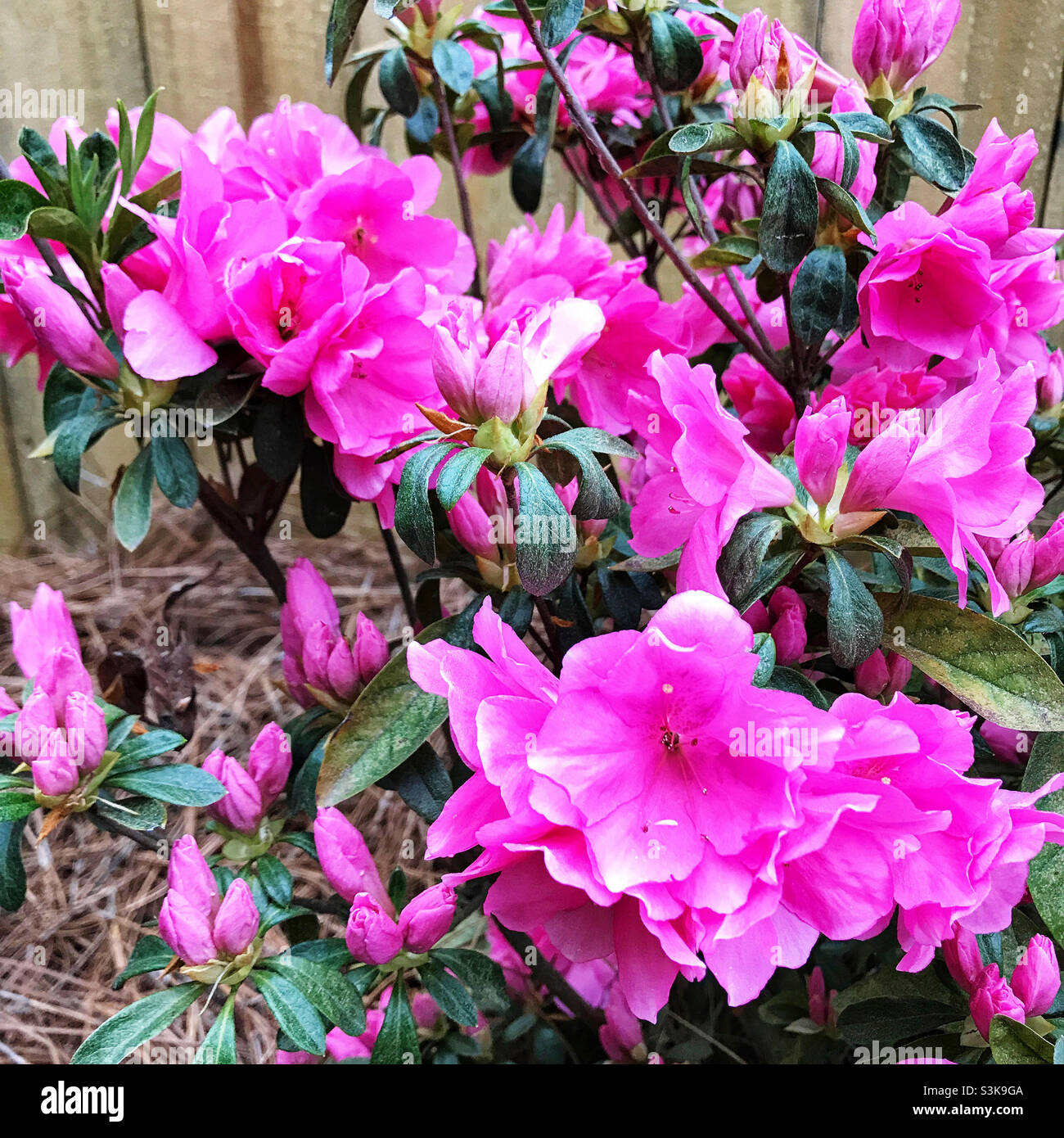 Azaleas blossom hi-res stock photography and images - Alamy