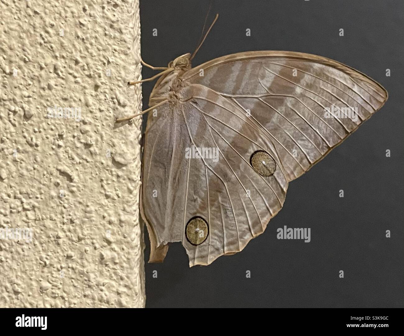 Palm King is the crepuscular butterfly in Malaysia. - Smartphone Captured Stock Image