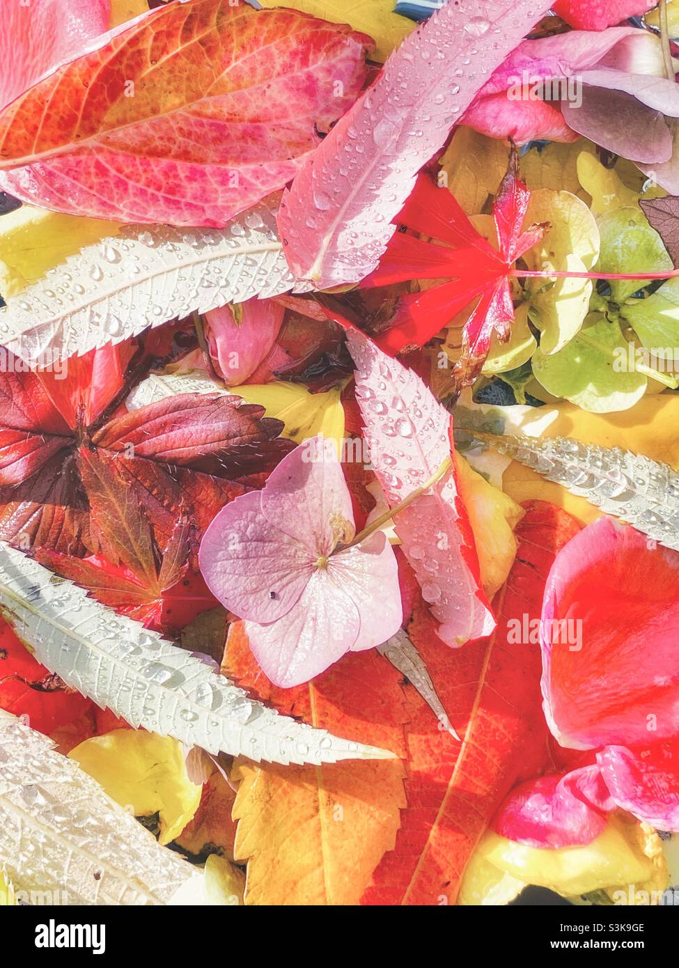 Autumn leaves. - Smartphone Captured Stock Image