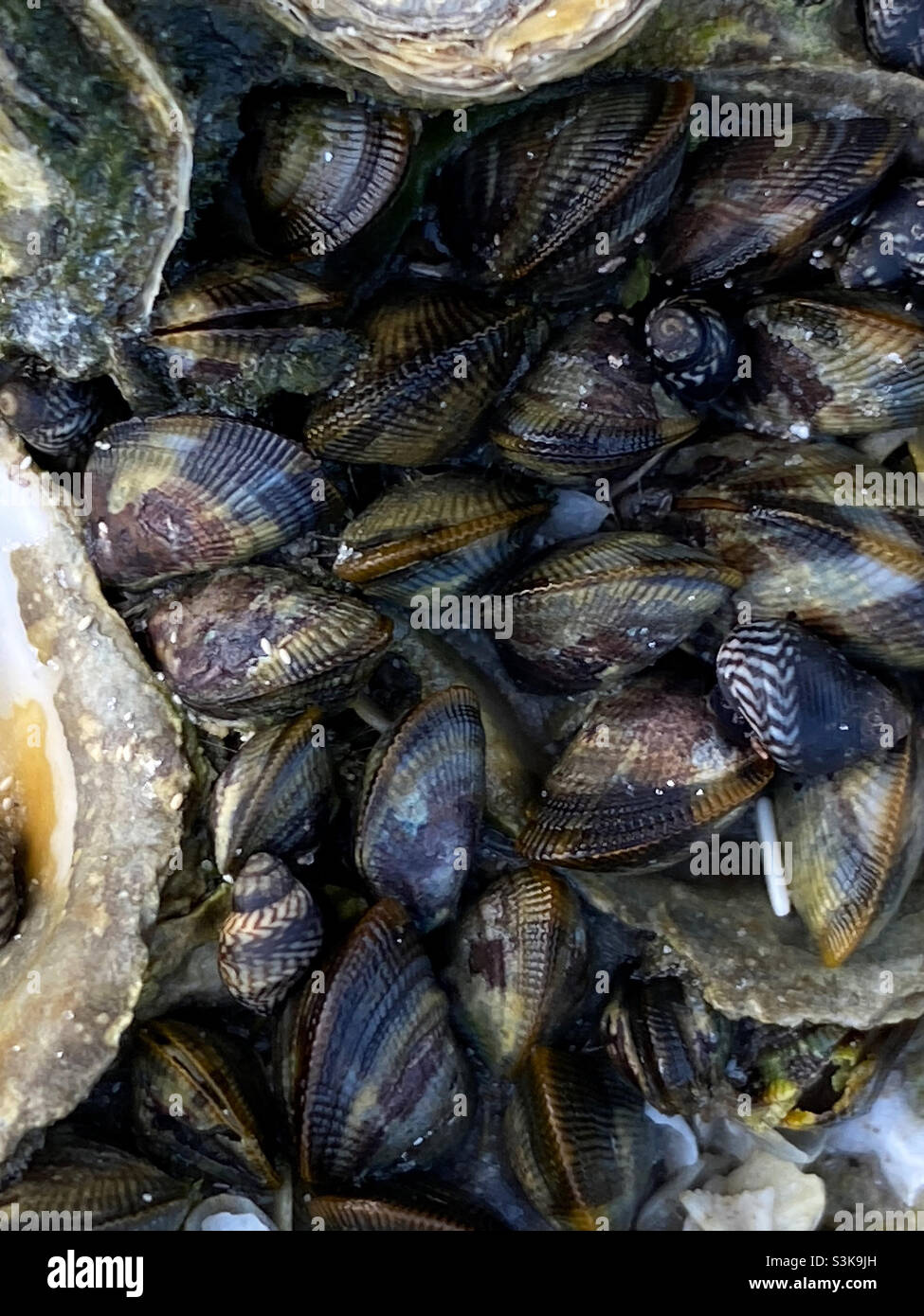 Up close of clams on Pass-a-Grille Beach, Florida - Smartphone Captured Stock Image