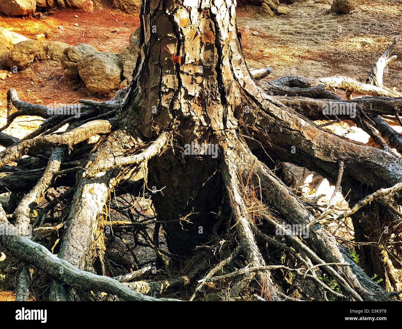 Tree roots are exposed on a hillside due to water erosion Stock Photo