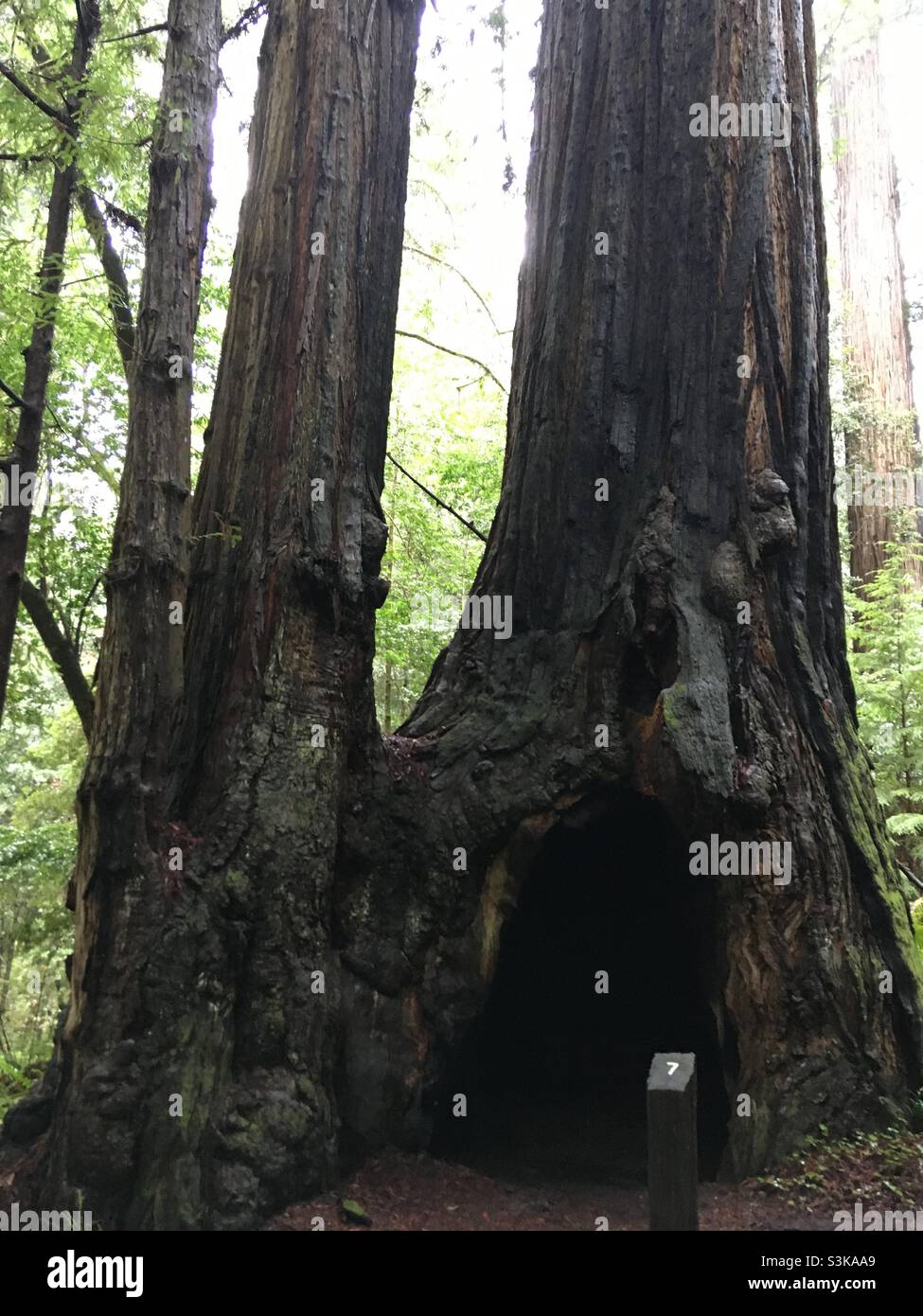 Tall Trees Grove Redwoods National and State Park California Stock Photo Alamy