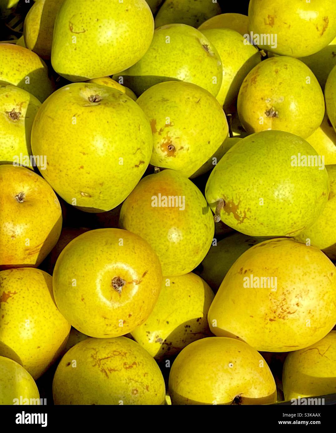 Green pairs - Smartphone Captured Stock Image