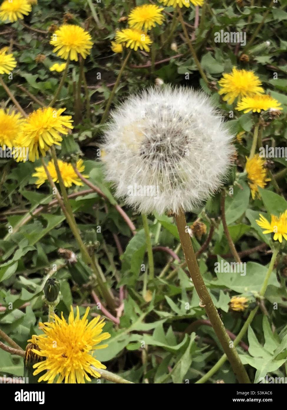 Dandelions, honey bee food, has gone to seed and growing strong. Childhood memories of blowing on the seeds and watching them float in the air. Stock Photo