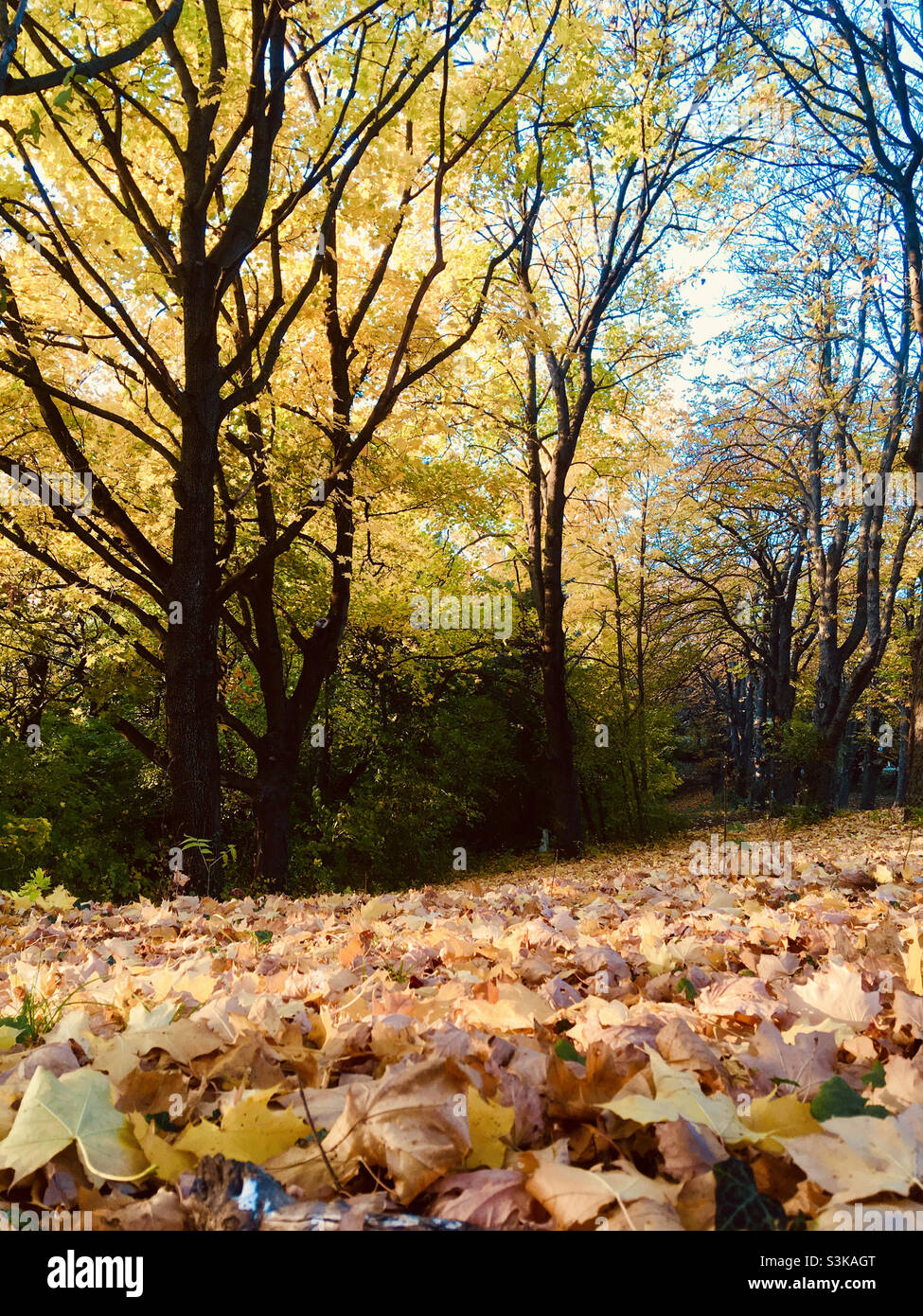 Yellow leaves on ground in smartphone stock photos and images - Alamy