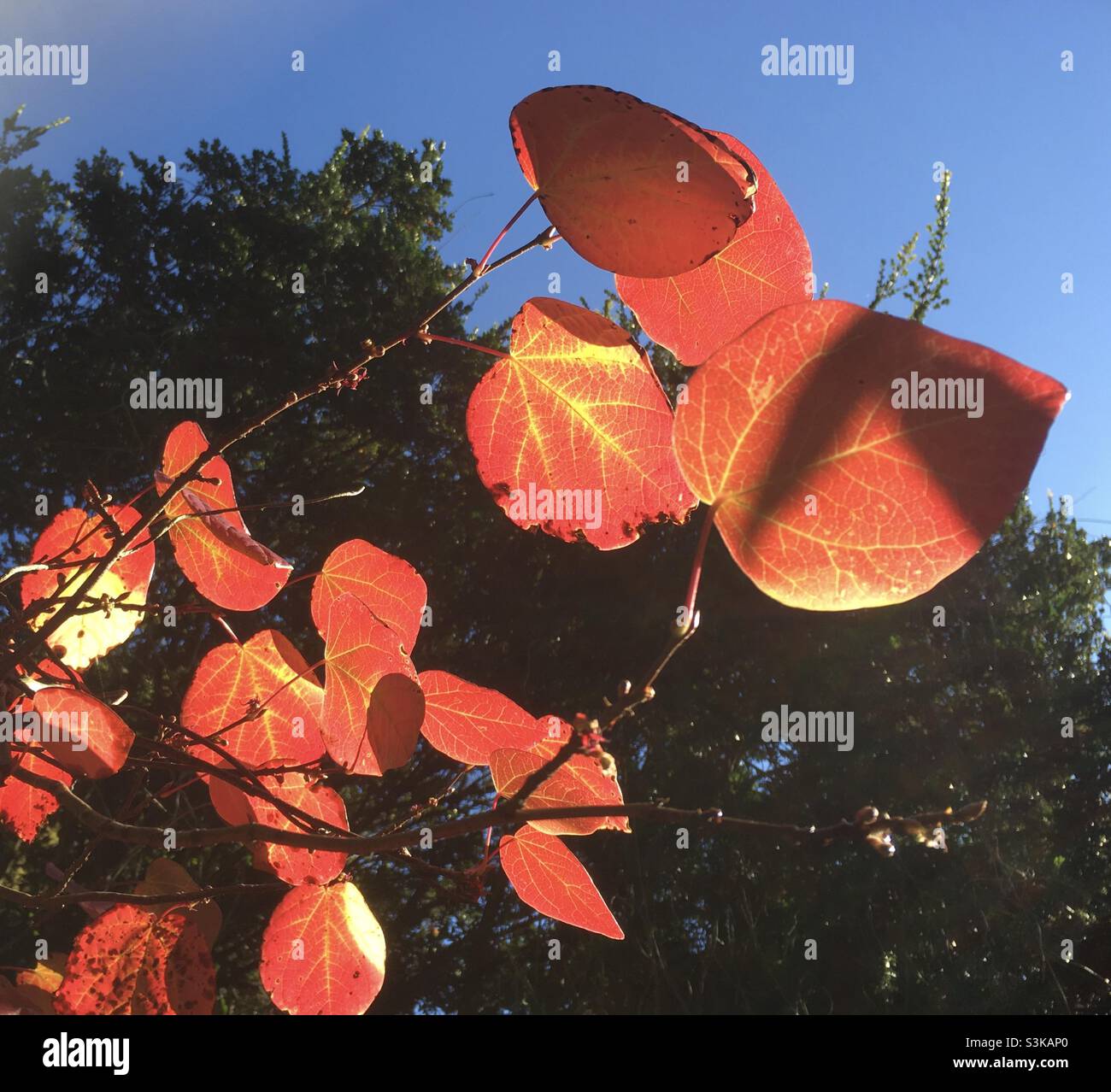 Leaves, golden, peach, red, blue sky, autumn, autumnal, tree, nature - Smartphone Captured Stock Image
