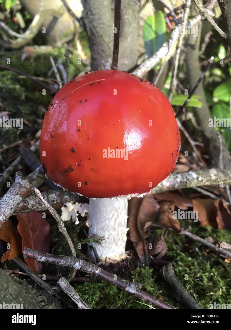 Mushrooms, red, yellow, vibrant, colours, autumnal, autumn, forest floor, nature Stock Photo