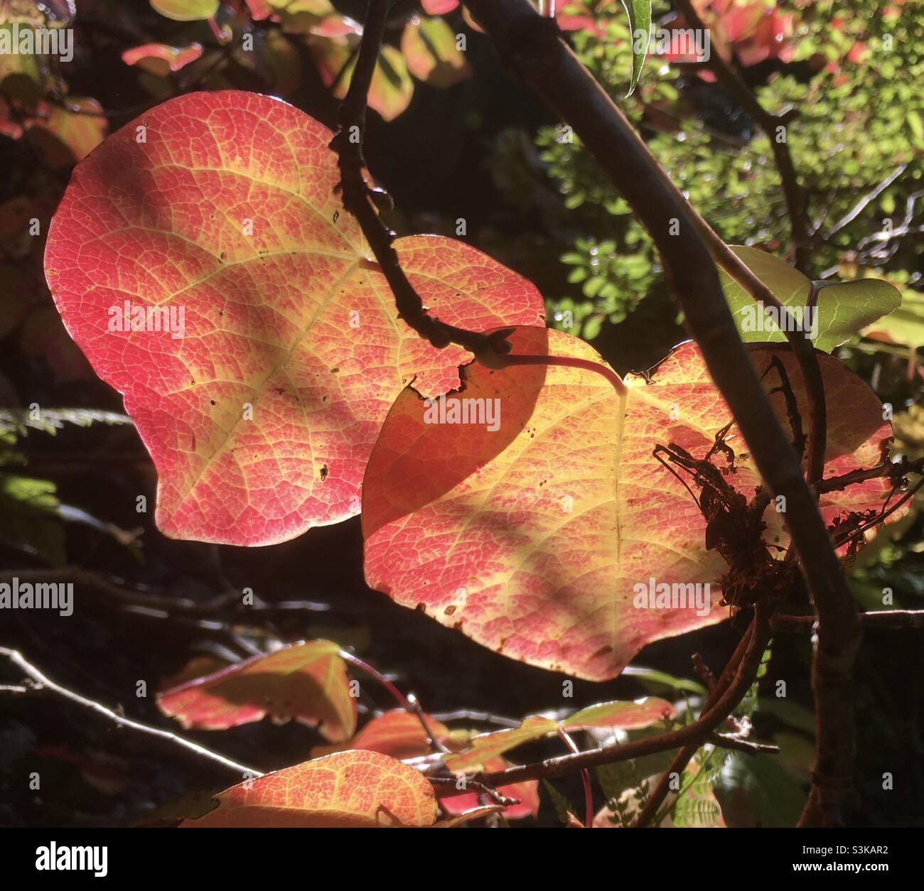 Autumn, autumnal, leavers, beauty, red, gold, peach, tree, branches, nature - Smartphone Captured Stock Image