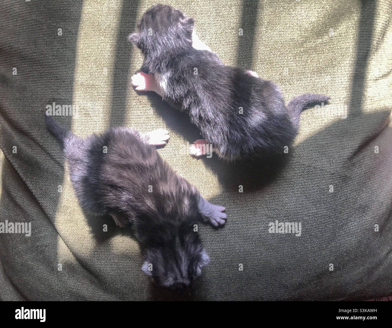 Two new born sister cats posing in opposite direction - Smartphone Captured Stock Image