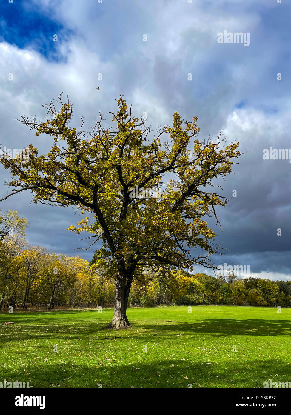Oak tree in open field with hawk flying over. Stock Photo