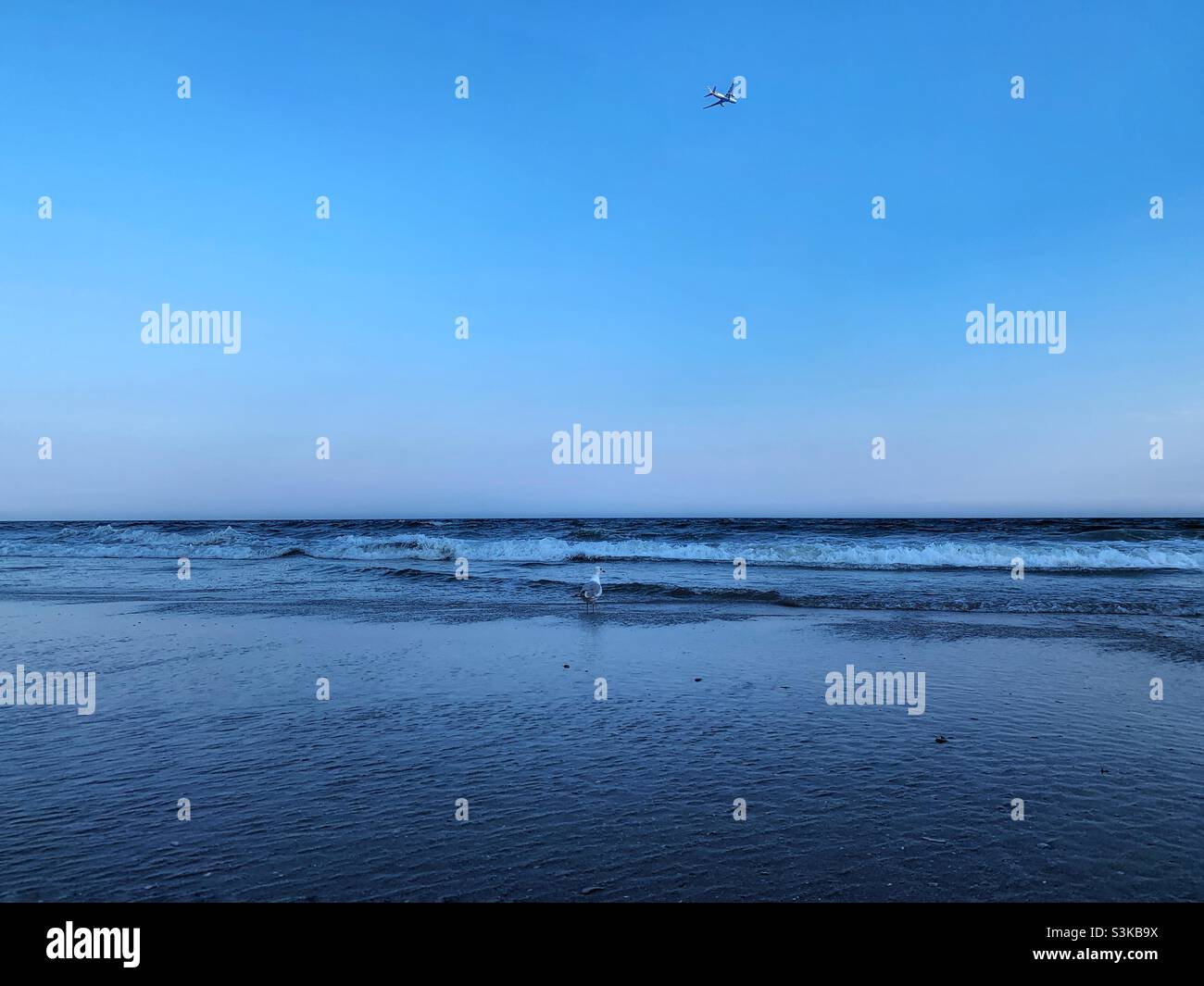 Seagull in the sea shore and an airplane flying. - Smartphone Captured Stock Image