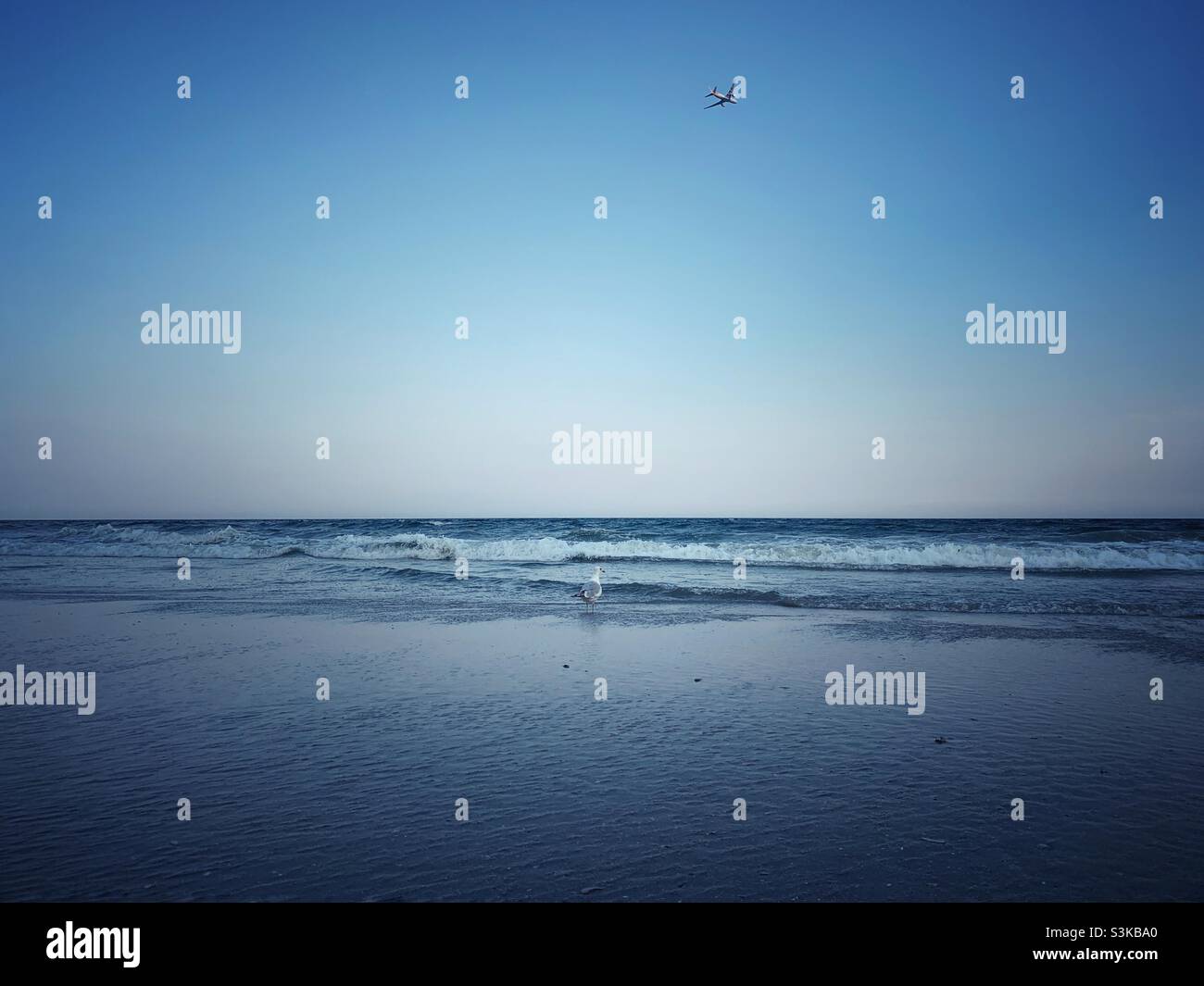 Seagull standing in the sea shore and an airplane flying. - Smartphone Captured Stock Image