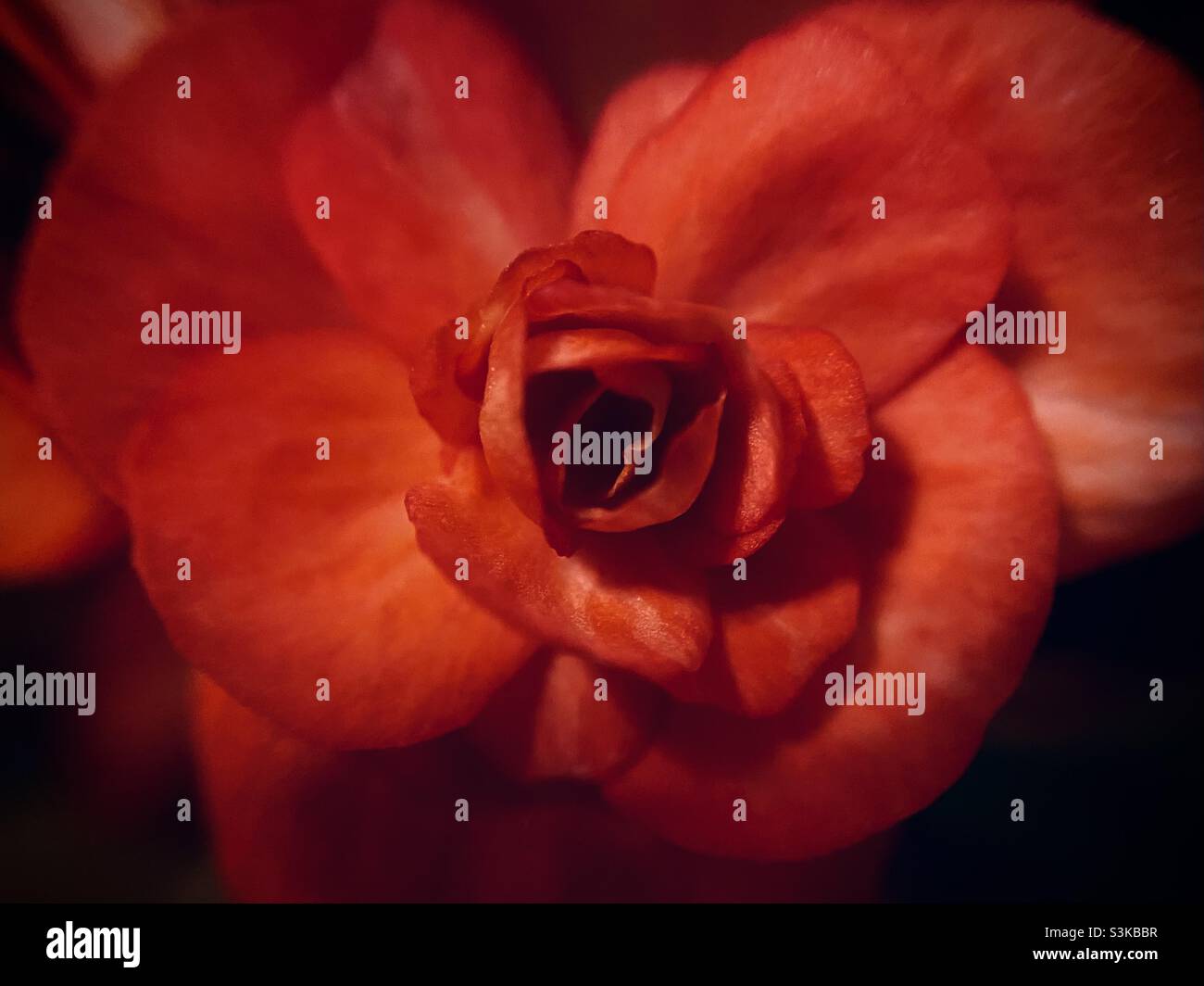 Macro, close up of wax begonia with red petals. - Smartphone Captured Stock Image