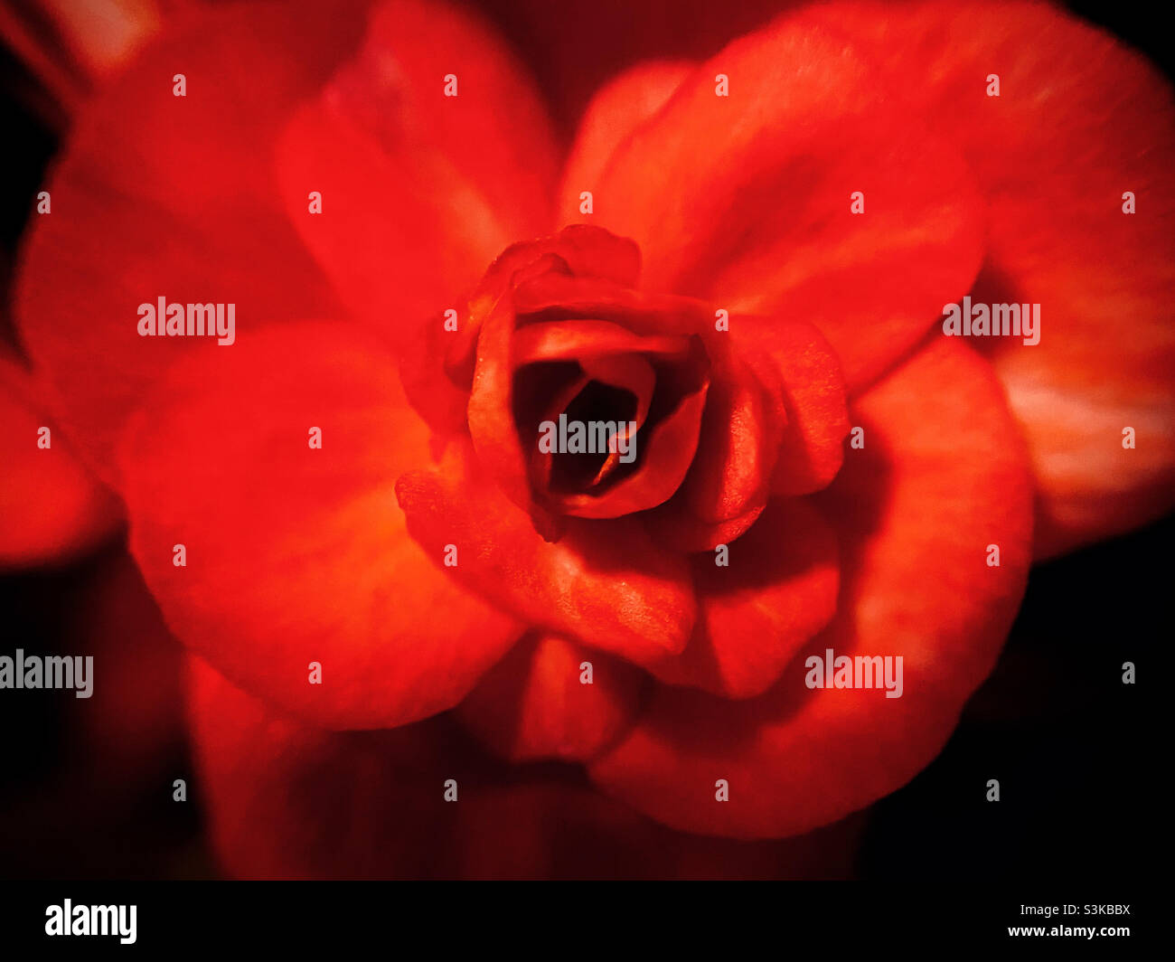 Macro shot of wax begonia with lovely red petals. - Smartphone Captured Stock Image