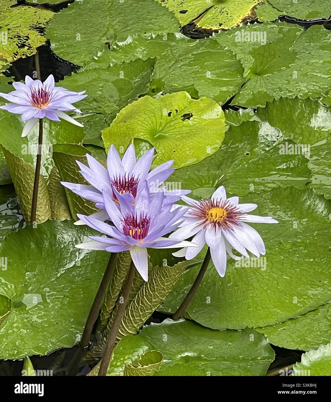 Purple lily pads flower Stock Photo Alamy