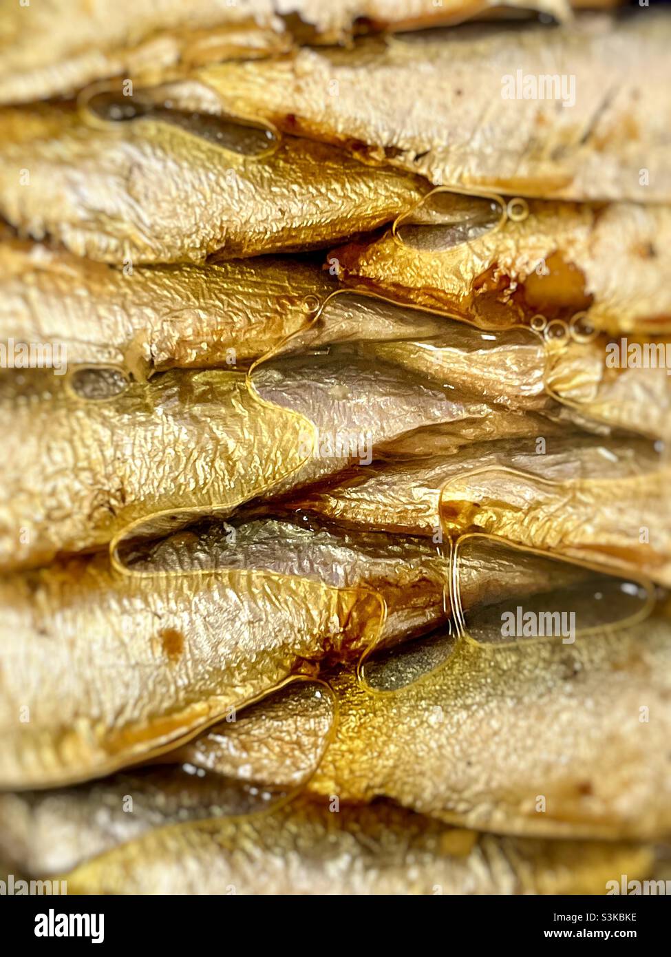 Sardines in oil Stock Photo Alamy