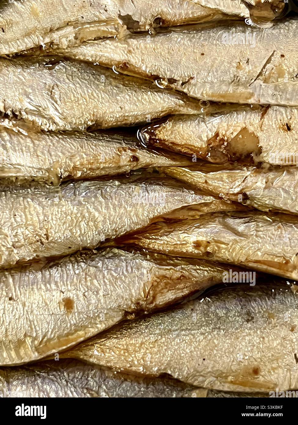 Sardines in oil Stock Photo