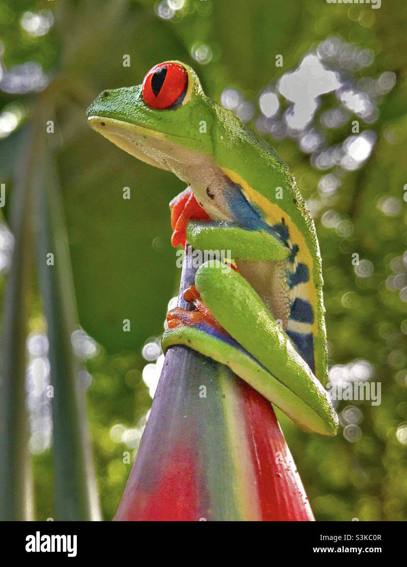 Green tree frog, Costa Rica - Smartphone Captured Stock Image
