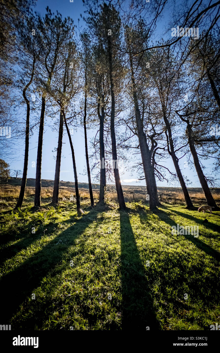 Tall trees and long shadows Stock Photo Alamy