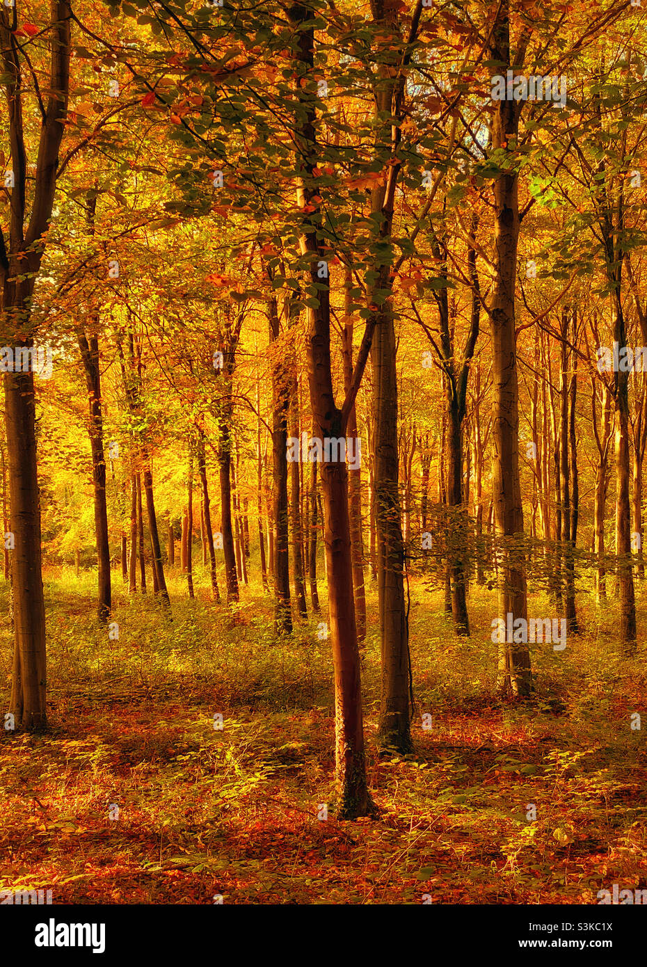 Golden late afternoon sunshine illuminates an autumnal (fall) woodland scene. A view to enjoy, before all the leaves have fallen and the winter has set in. Photo ©️ COLIN HOSKINS. - Smartphone Captured Stock Image