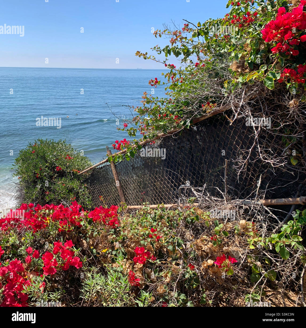 September, 2021, Flowers, Swami’s Beach Park, Encinitas, San Diego County, California, United States - Smartphone Captured Stock Image