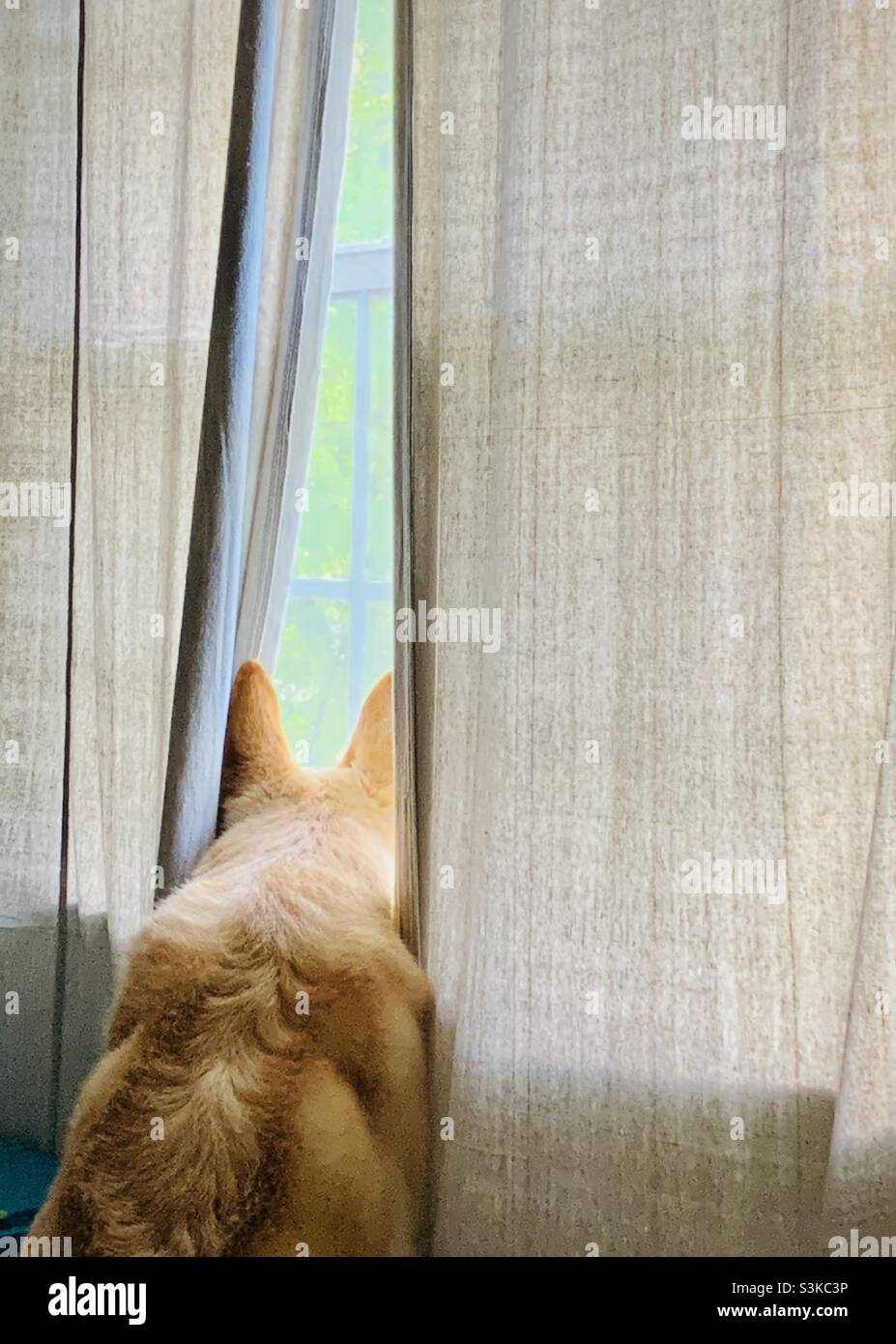 White German Shepherd waits and looks out the window Stock Photo Alamy