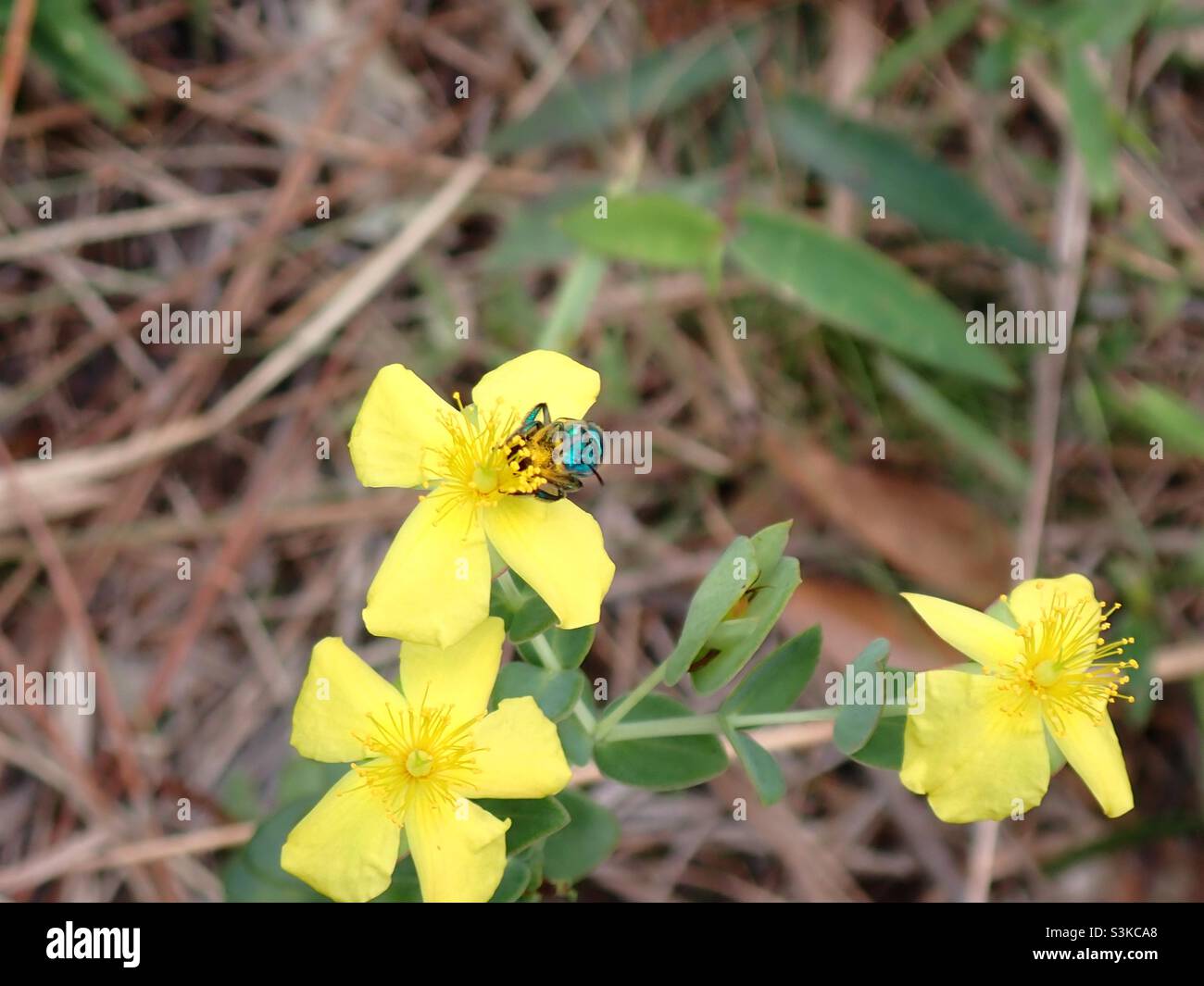 Bee on native foliage - Smartphone Captured Stock Image