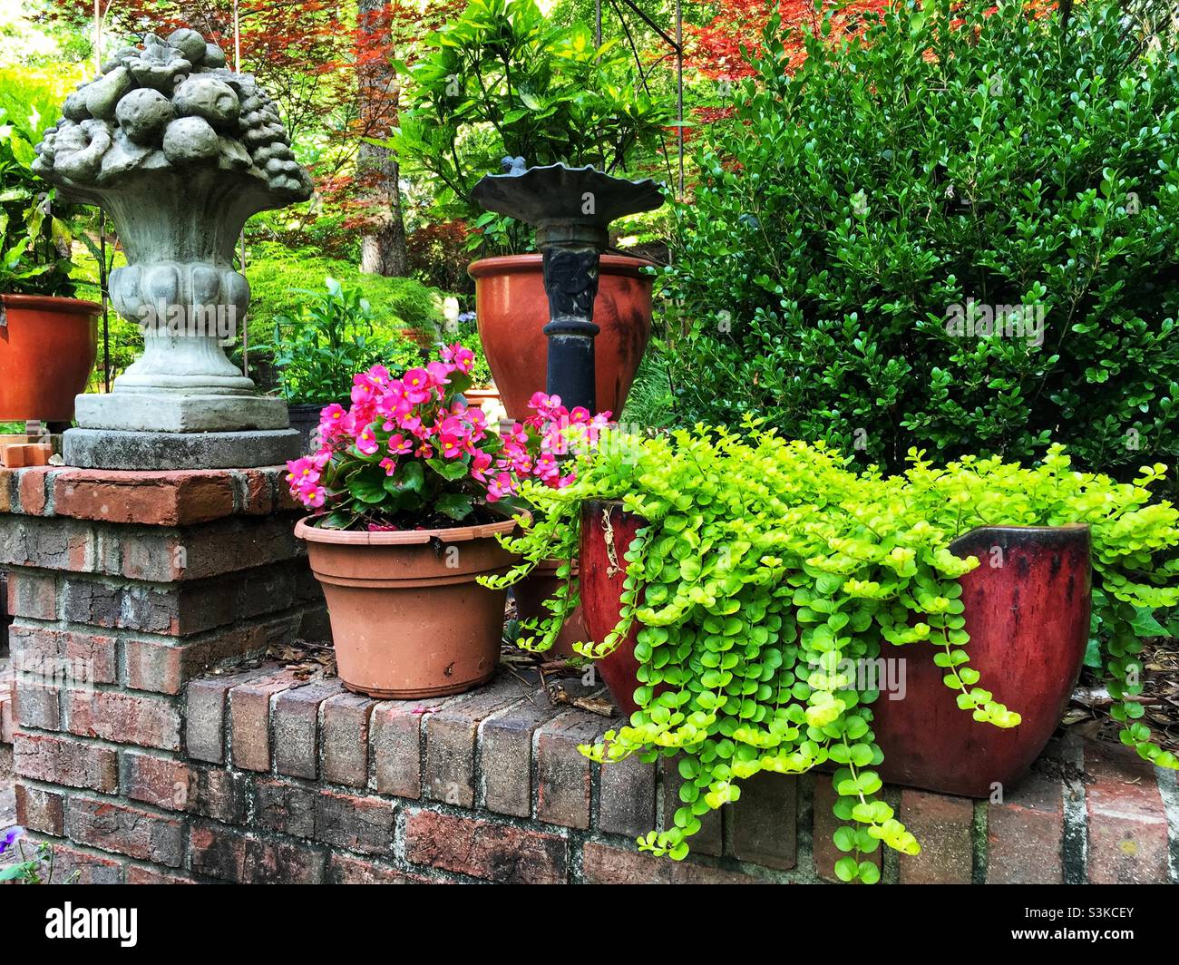 Backyard patio garden featuring Creeping Jenny and Begonias. Stock Photo