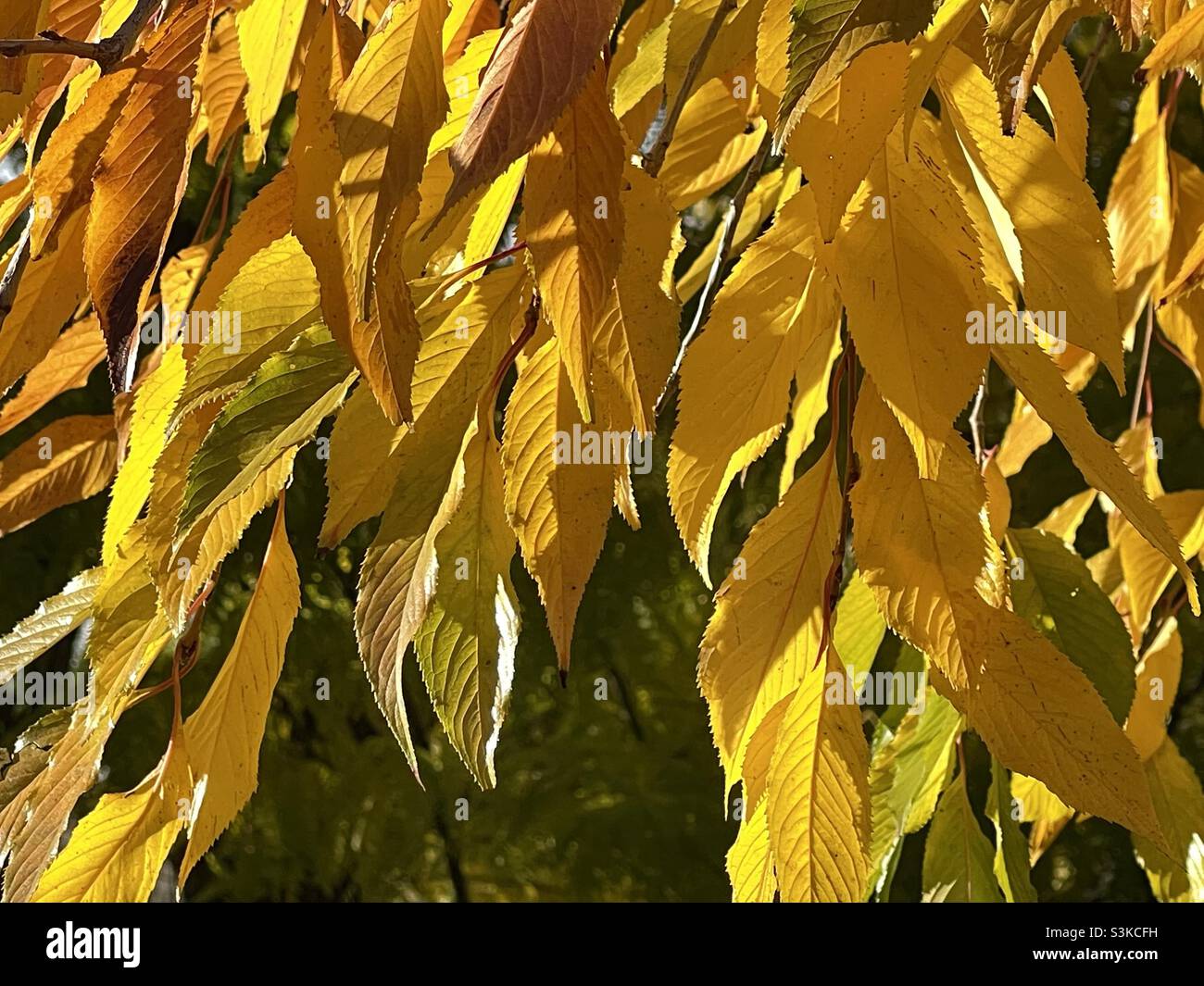 Bright golden yellow leaves on a weeping cherry tree. Autumn leaves and Fall color at their best. - Smartphone Captured Stock Image