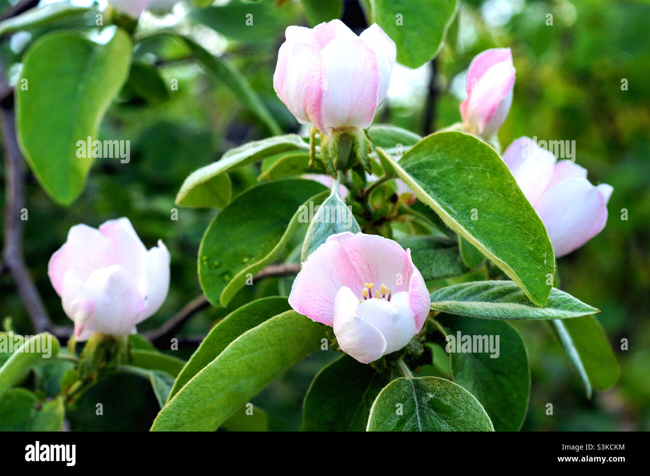 a branch of a blossoming quince tree in spring - Smartphone Captured Stock Image