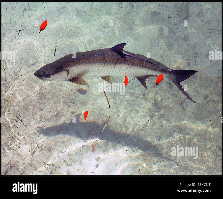 Tarpon in Crystal clear water - Smartphone Captured Stock Image