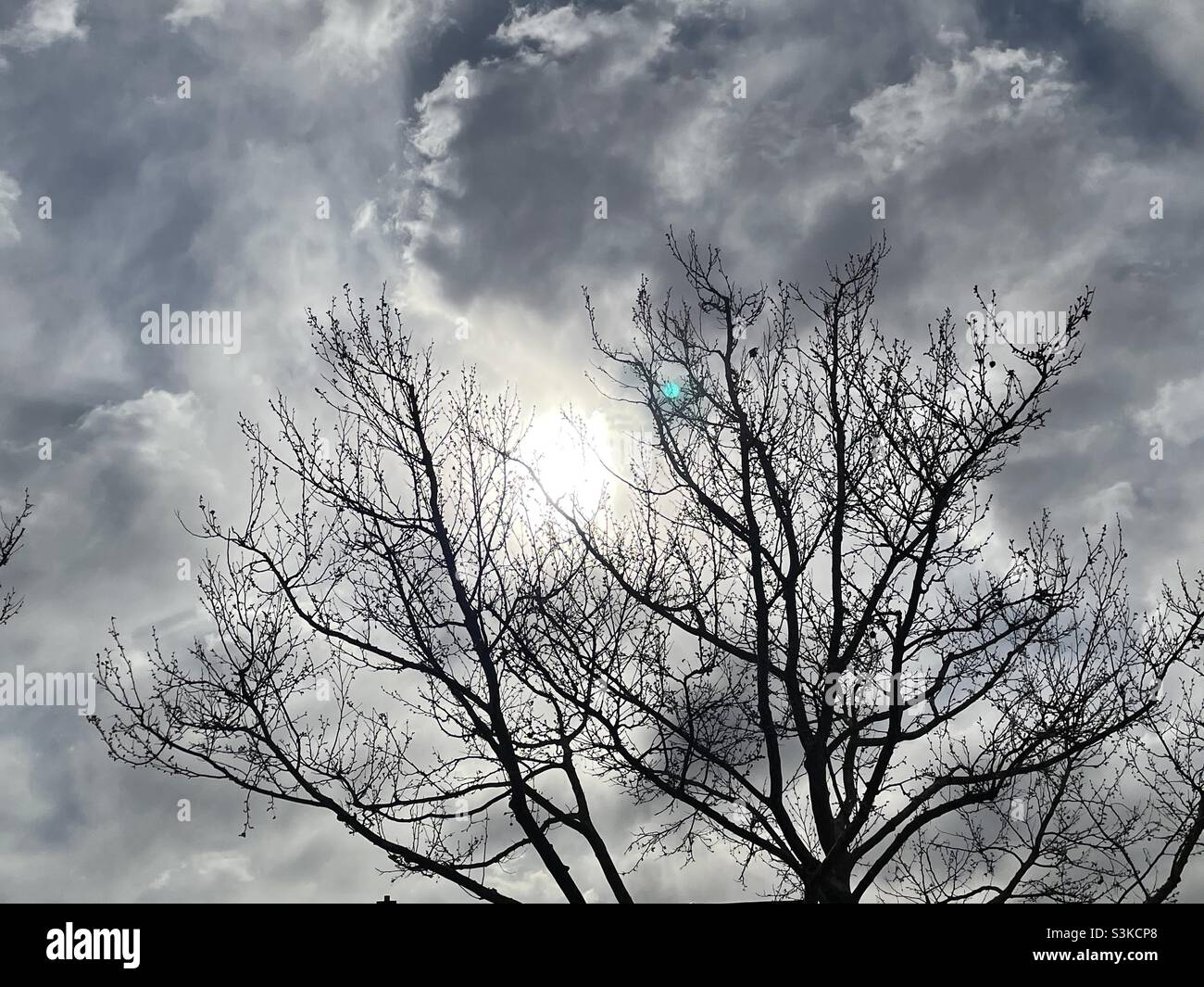 A backlit tree is silhouetted against a cloudy sky and a mid-morning springtime sun. A beautiful natural abstract. - Smartphone Captured Stock Image